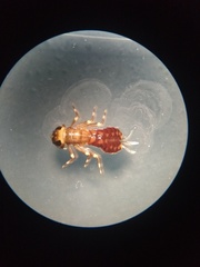 Ameletopsidae