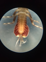 Ameletopsidae