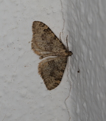Nebula ibericata