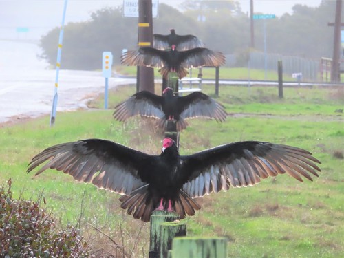Turkey Vulture, San Simeon, CA 93452, USA, photo 6 of 10