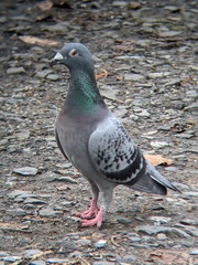 Columba livia domestica