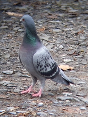 Columba livia domestica