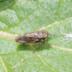 Euscelis distinguendus