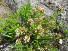 Calytrix alpestris