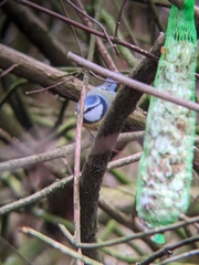 Cyanistes caeruleus