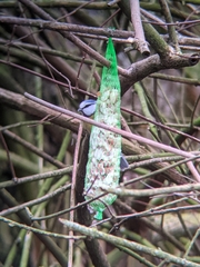 Cyanistes caeruleus