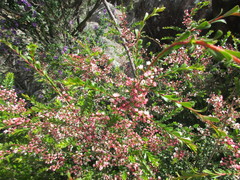 Thryptomene calycina