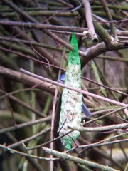 Cyanistes caeruleus