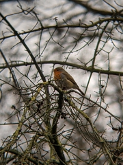 Erithacus rubecula