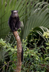 Cercopithecus mitis mitis