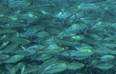 Selaroides leptolepis
