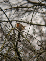Erithacus rubecula