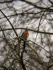 Erithacus rubecula