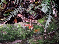 Enyalius