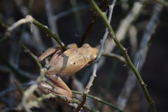 Boana raniceps