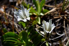 Gentiana newberryi