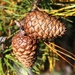 Pinus rigida - Photo (c) jlmason,  זכויות יוצרים חלקיות (CC BY-NC), הועלה על ידי jlmason