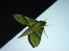 Xylophanes tyndarus