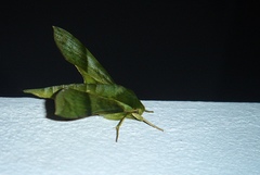 Xylophanes tyndarus