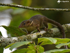 Horsfield's Treeshrew photo 2