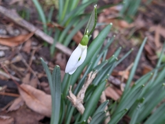Galanthus nivalis