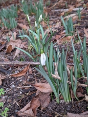 Galanthus nivalis