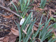 Galanthus nivalis