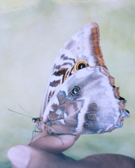 Morpho hercules