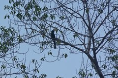 Anthracoceros malayanus