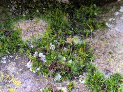 Grimmia pulvinata