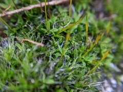Grimmia pulvinata