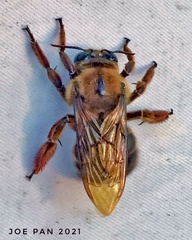 Xylocopa myops