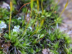 Grimmia pulvinata