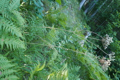 Peucedanum oreoselinum