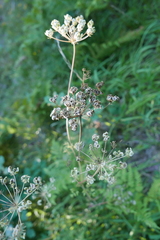 Peucedanum oreoselinum