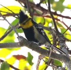 Machlolophus spilonotus