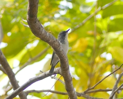 Ficedula superciliaris