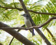 Ficedula superciliaris