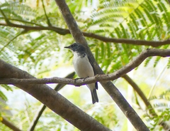 Ficedula superciliaris