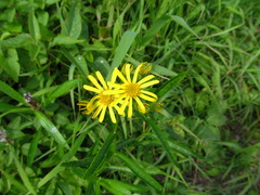 Jacobaea paludosa paludosa