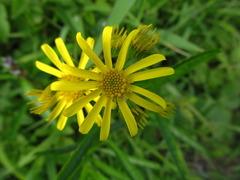 Jacobaea paludosa paludosa