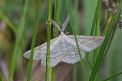 Perconia strigillaria