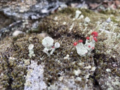 Cladonia borealis