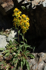 Solidago virgaurea minuta