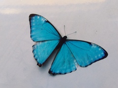 Morpho portis
