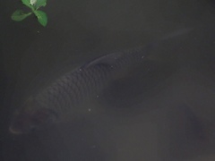 Barbonymus schwanefeldii