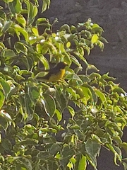 Euphonia affinis