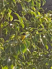 Euphonia affinis