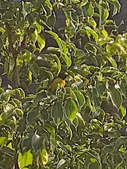 Euphonia affinis