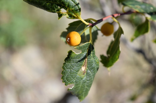 Celtis planchoniana